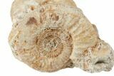 Two Jurassic Ammonites (Parkinsonia) - France #196058-1